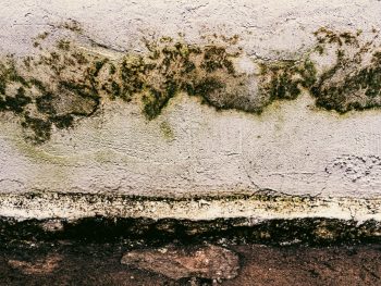 Mold Grow After Water Damage