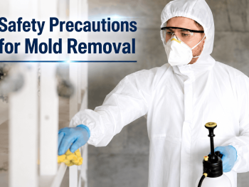 Safety Precautions for Mold Removal